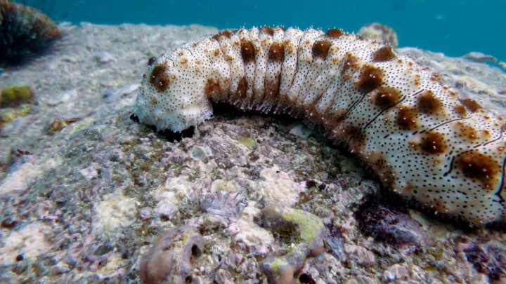 Deniz Hiyarlari Holothuroidea Turkiye Yaban Hayati