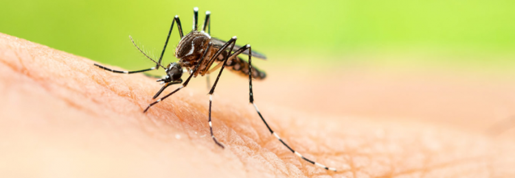 sivrisinekler-nasil-oldurulur-ne-yapilir-neler-yapilmamali_15920012442025862.png