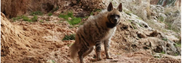 ulkemizin-en-asili-cizgili-sirtlan-hyaena-hyaena_1633939325245517.png