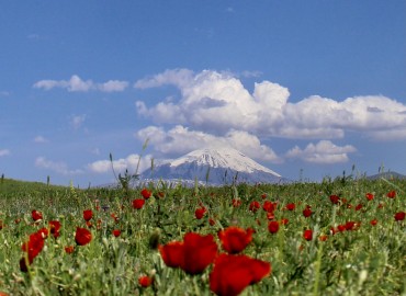 Iğdır yaban hayatı – fotoğraf 4