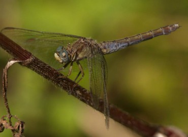 Orthetrum coerulescens