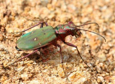 Cicindela campestris palustris fotoğrafı 1