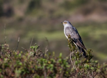 Cuculus canorus fotoğrafı 1