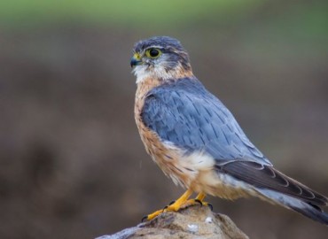Falco columbarius fotoğrafı 1