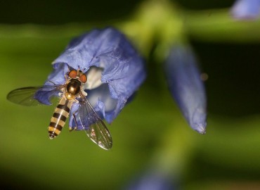 Meliscaeva cinctella