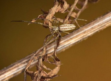 Tetragnatha montana