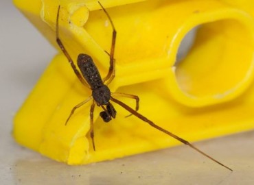 Episinus truncatus