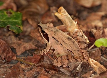 Rana dalmatina