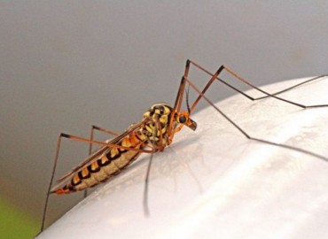 Nephrotoma croceiventris lindneri