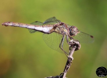 Sympetrum striolatum