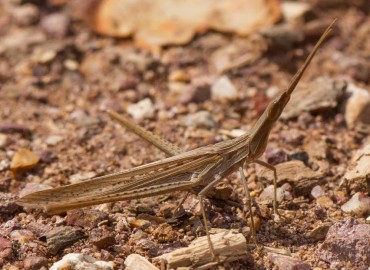Acrida ungarica
