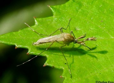 Aedes caspius -> Ochlerotatus caspius