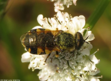 Odontomyia cephalonica (Strobl, 1898)