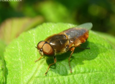 Odontomyia ornata (Meigen, 1822)