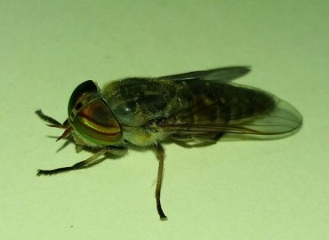 Tabanus glaucopis (Meigen, 1820)	Downland horsefly	Info