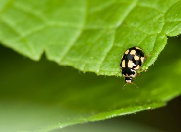 Adalia decempunctata