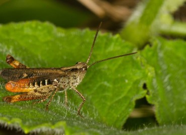 Omocestus rufipes fotoğrafı 1