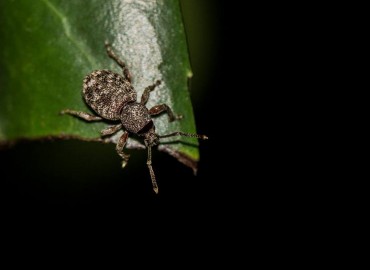 Otiorhynchus anatolicus