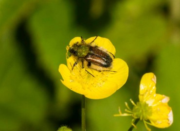 Pygopleurus akbesianus