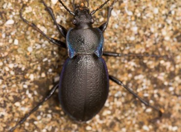 Carabus montivagus montivagus