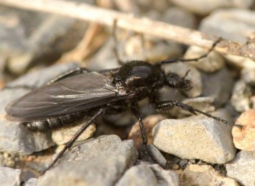 Bibio marci fotoğrafı 1
