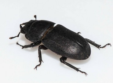 Dorcus parallelipipedus