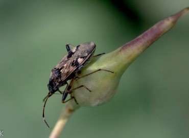 Beosus maritimus