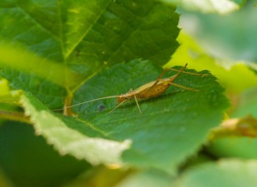 Oecanthus pellucens pellucens