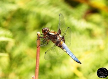 Libellula depressa