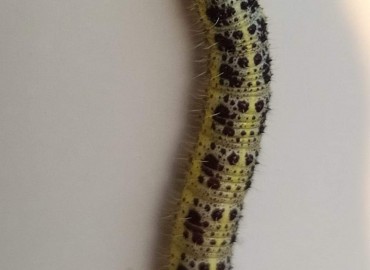 Pieris brassicae (Büyük Beyazmelek) – Asrın Akıncıoğlu, Kırklareli