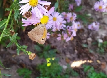 Maniola jurtina fotoğrafı 1
