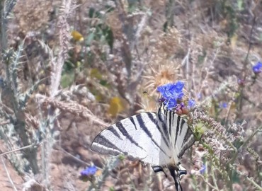 Iphiclides podalirius