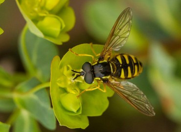 Chrysotoxum cautum fotoğrafı 1