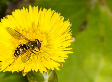 Eupeodes corollae fotoğrafı 1