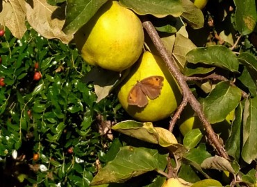 Maniola jurtina (Çayıresmeri) – Asrın Akıncıoğlu, Kırklareli