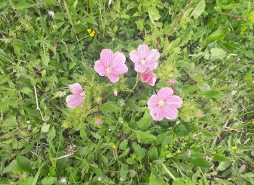 Malope malacoides Malope malacoides