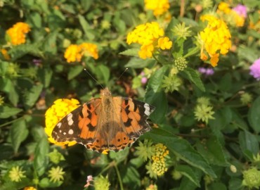 Vanessa cardui (Diken kelebeği) – Asrın Akıncıoğlu, İzmir