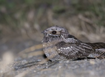Caprimulgus europaeus (Çobanaldatan) – Evren Anıl Yıldız, İstanbul
