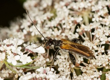 Oedemera femorata fotoğrafı 1