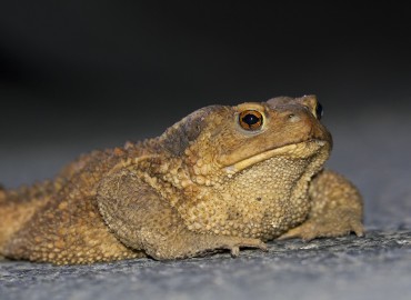 Bufo bufo (Siğilli kurbağa) – Evren Anıl Yıldız, İstanbul