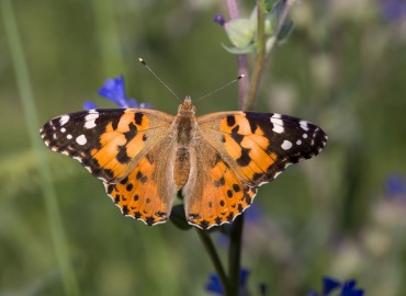 Vanessa cardui (Diken kelebeği) – AYFER TOSUN, Ankara
