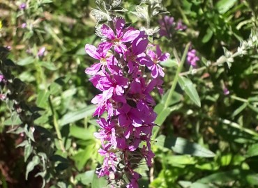 Lythrum salicaria