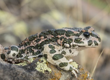 Bufotes variabilis