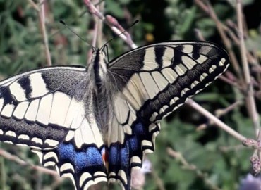 Papilio machaon Papilio machaon