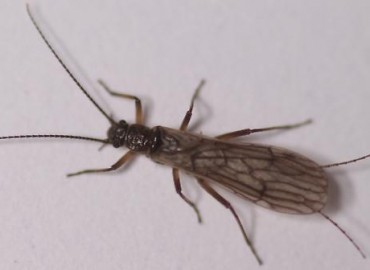 Plecoptera fotoğrafı 1