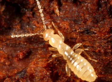 Zoraptera fotoğrafı 1