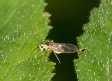 Psocoptera fotoğrafı 1