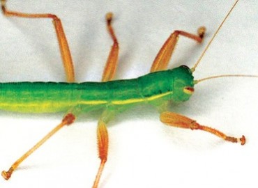 Mantophasmatodea