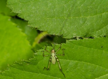 Phaneroptera (Phaneroptera) nana nana Fieber, 1853