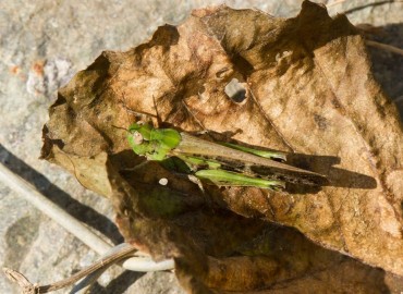 Aiolopus strepens fotoğrafı 1